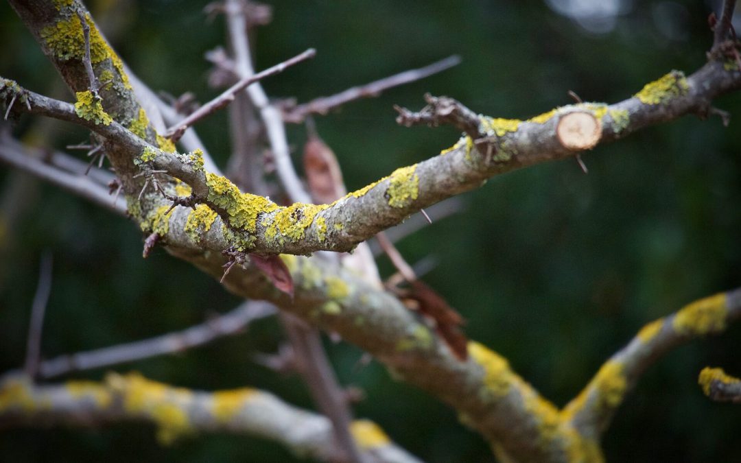 Élagage et taille d’arbres fruitiers