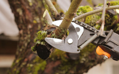 Taille arbre fruitier à Raon