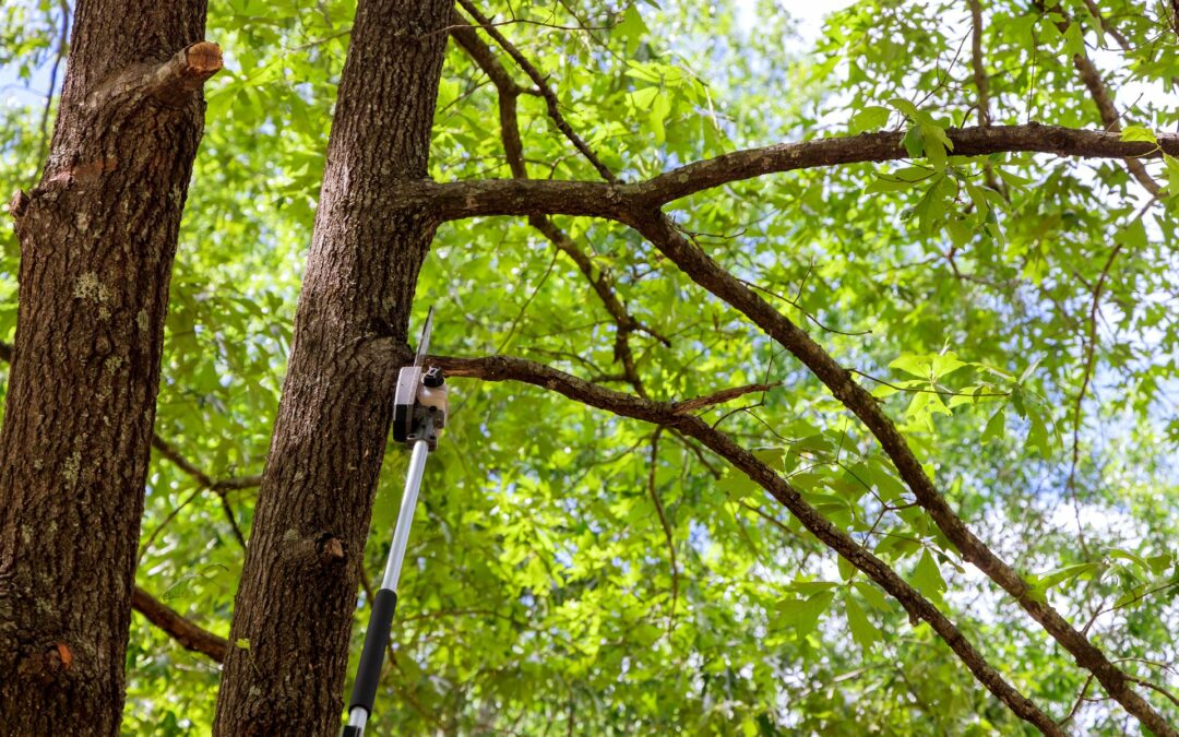 Taille d’arbres à Baccarat : préserver l’harmonie et la santé végétale