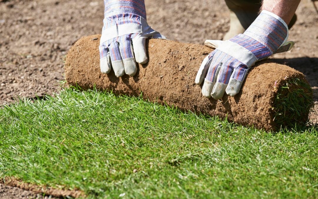 Engazonnement à Badonviller : un jardin vert et vivant à votre portée