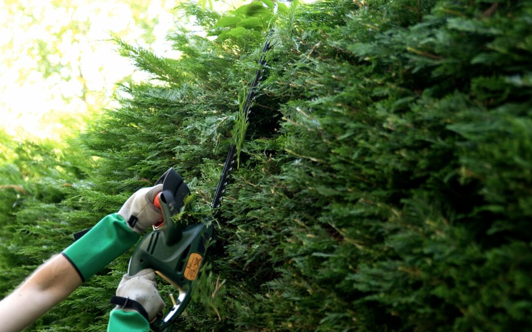 Taille de haie à Badonviller : préserver l’harmonie de vos haies